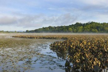 A tidal flat with wetland vegetation along the Hudson River. Image source: Cornell University