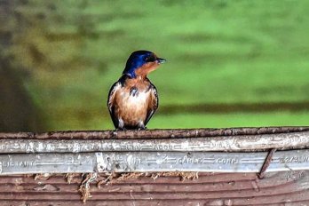 Blue barn swallow perched on piece of wood. Source: Daily Hampshire Gazette