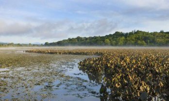 A tidal flat with wetland vegetation along the Hudson River. Image source: Cornell University