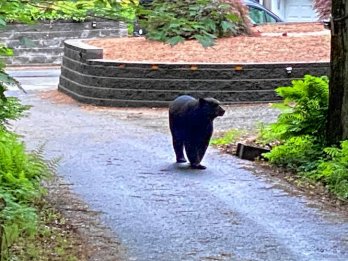 A Black bear takes a stroll along a gravel driveway and gardens in a front yard.