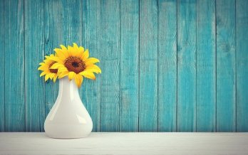 Sunflowers in a white vase on a white surface against indigo-stained wooden clapboards